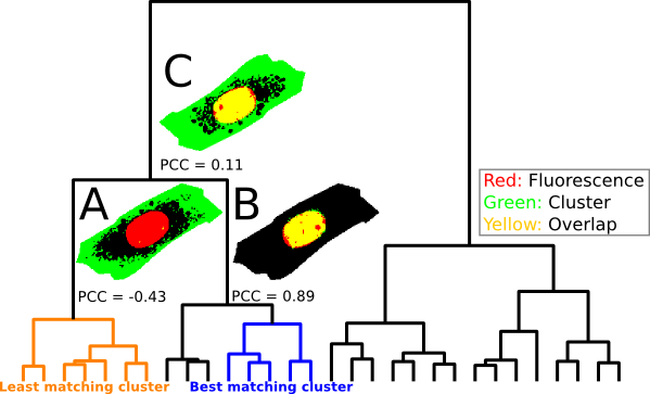 Image referring to Frcoloc - Fluorescence Raman Colocolization